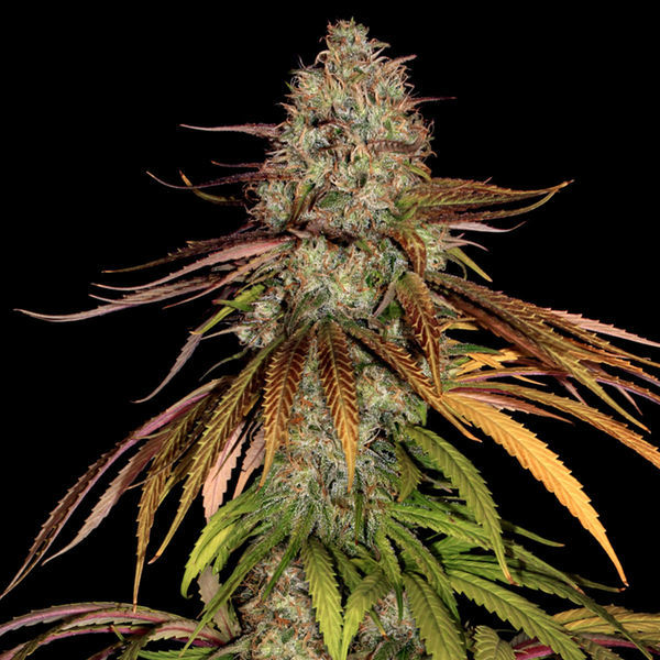 Larry Bird Kush (Zamnesia Seeds) Feminiserade