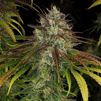 Larry Bird Kush (Zamnesia Seeds) Feminiserade