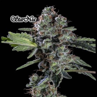 StarNia (GeneSeeds) feminiserade cannabisfr&ouml;n