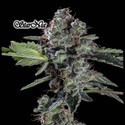 StarNia (GeneSeeds) Feminiserade