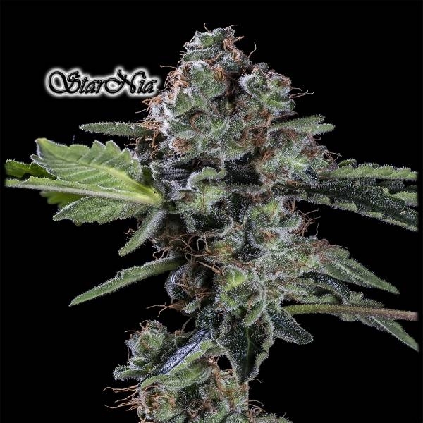 StarNia (GeneSeeds) Feminiserade