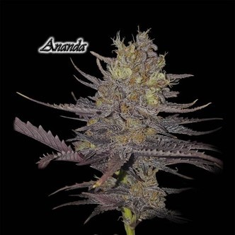 Ananda (GeneSeeds) feminiserade