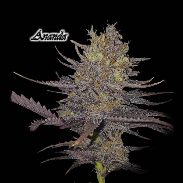Ananda (GeneSeeds) Feminiserade