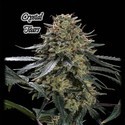 Crystal Tears (GeneSeeds) Feminiserade