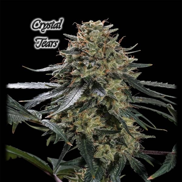 Crystal Tears (GeneSeeds) Feminiserade