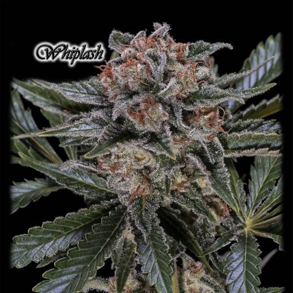 Whiplash (GeneSeeds) Feminiserade