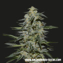 Katyusha (Kalashnikov Seeds) Feminiserade