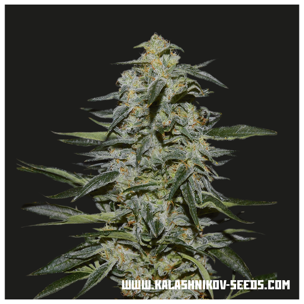 Katyusha (Kalashnikov Seeds) Feminiserade