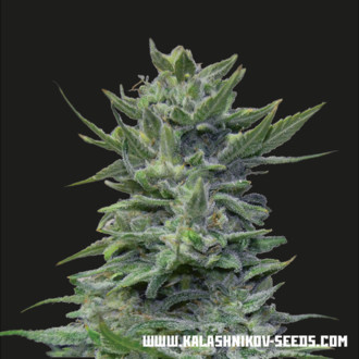 Lavanda Cream (Kalashnikov Seeds) Feminiserade