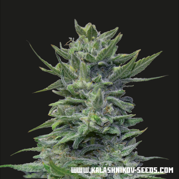 Lavanda Cream (Kalashnikov Seeds) Feminiserade
