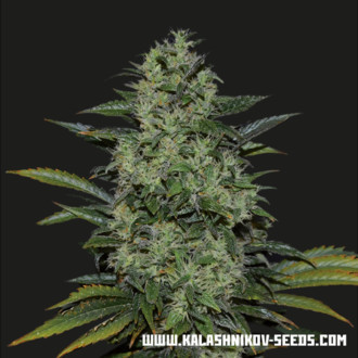 Power Russian (Kalashnikov Seeds) Feminiserade