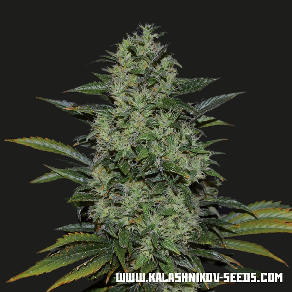 Power Russian (Kalashnikov Seeds) Feminiserade