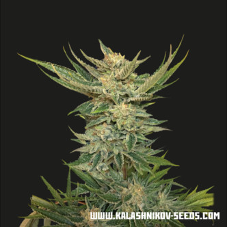 Vodka Lemon (Kalashnikov Seeds) feminiserade