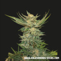 Vodka Lemon (Kalashnikov Seeds) Feminiserade