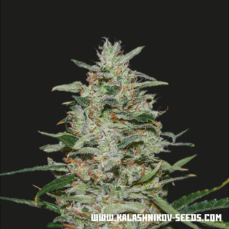 White Russian OG (Kalashnikov Seeds) feminiserade