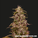 Big Altai Sativa Express (Kalashnikov Seeds) Feminiserade