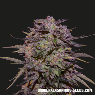 Purple Russian Express (Kalashnikov Seeds) Feminiserade