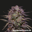 Purple Russian Express (Kalashnikov Seeds) Feminiserade