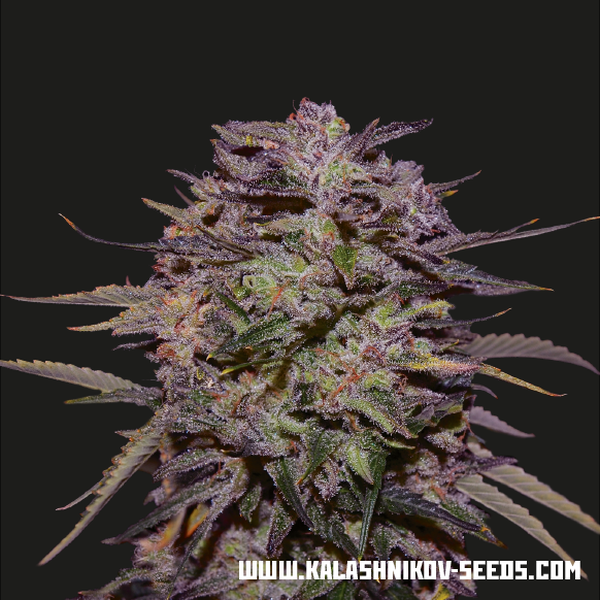 Purple Russian Express (Kalashnikov Seeds) Feminiserade
