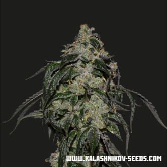 Soyuz OG Express (Kalashnikov Seeds) feminiserade