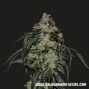 Soyuz OG Express (Kalashnikov Seeds) Feminiserade