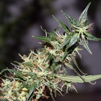 Mango Haze (Mr. Nice) regulj&auml;r