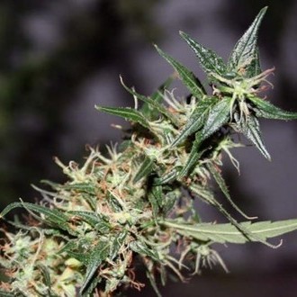 Mango Haze (Mr. Nice) regulj&auml;r