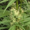 Mango Haze (Mr. Nice) reguljär