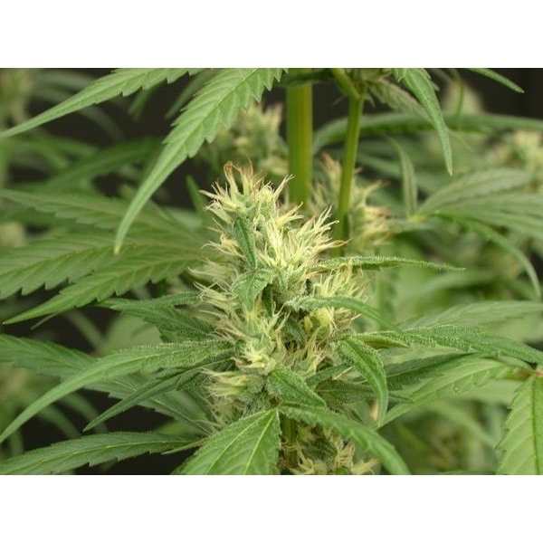 Mango Haze (Mr. Nice) reguljär