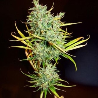 Mango Haze (Mr. Nice) reguljär