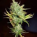 Mango Haze (Mr. Nice) reguljär