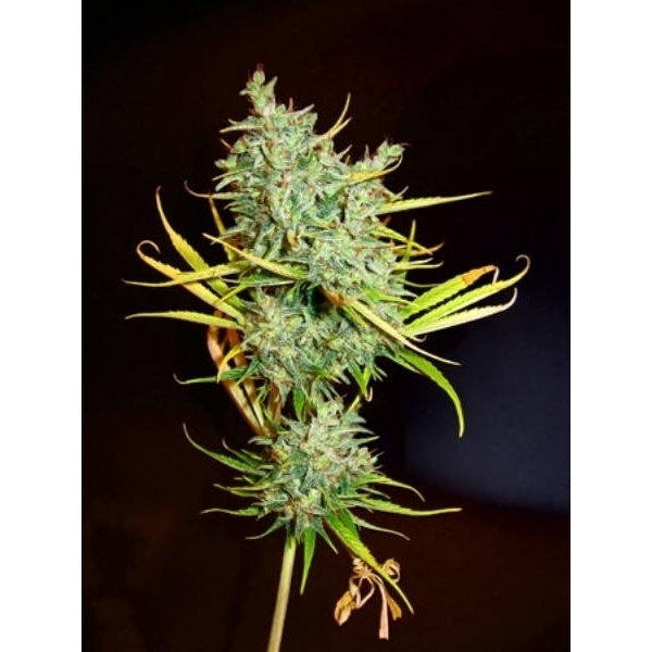 Mango Haze (Mr. Nice) reguljär