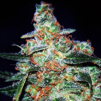Cheese Auto (Expert Seeds) feminiserade