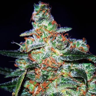 Cheese Auto (Expert Seeds) Feminiserade
