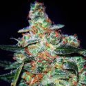 Cheese Auto (Expert Seeds) Feminiserade