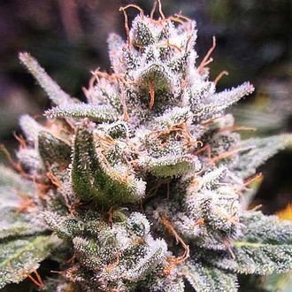 Expert Gorilla Auto (Expert Seeds) Feminiserade