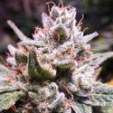 Expert Gorilla Auto (Expert Seeds) Feminiserade