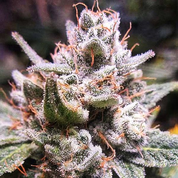 Expert Gorilla Auto (Expert Seeds) Feminiserade