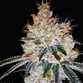 OGesus Auto (Expert Seeds) feminiserade