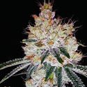 OGesus Auto (Expert Seeds) Feminiserade