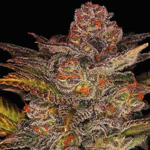 Blueberry Glue Auto (Expert Seeds) Feminiserade