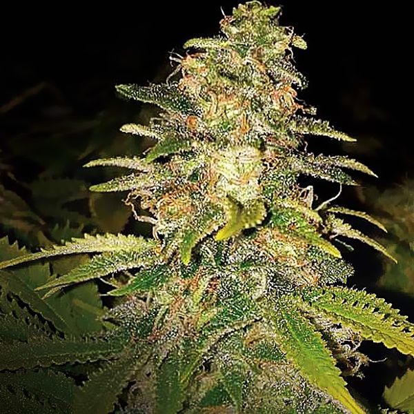 Critical Blue Auto (Expert Seeds) Feminiserade