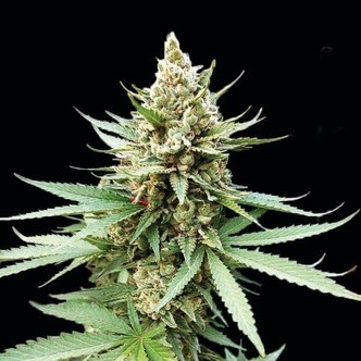 Blue OG (G13 Labs) feminiserade cannabisfr&ouml;n