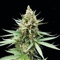 Blue OG (G13 Labs) Feminiserade