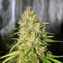 double black (G13 Labs) Feminiserade