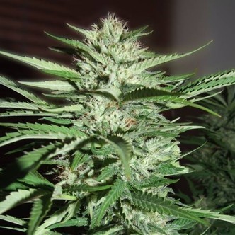 Pineapple Express (G13 Labs) feminiserade
