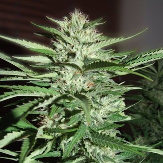 Pineapple Express (G13 Labs) Feminiserade