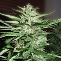 Pineapple Express (G13 Labs) Feminiserade