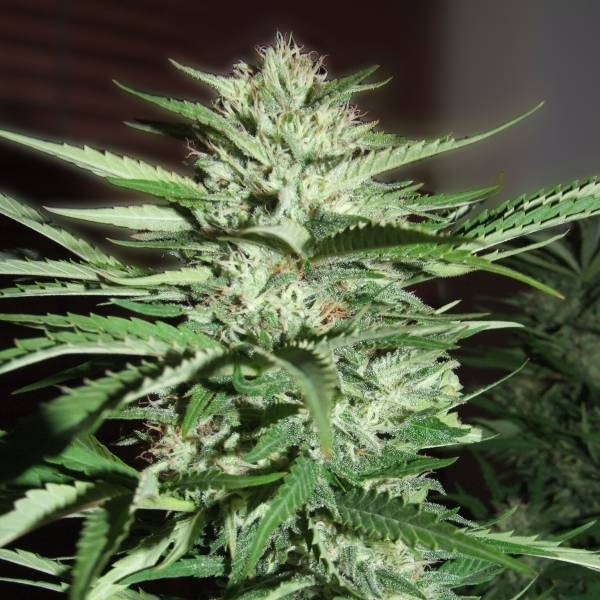 Pineapple Express (G13 Labs) Feminiserade