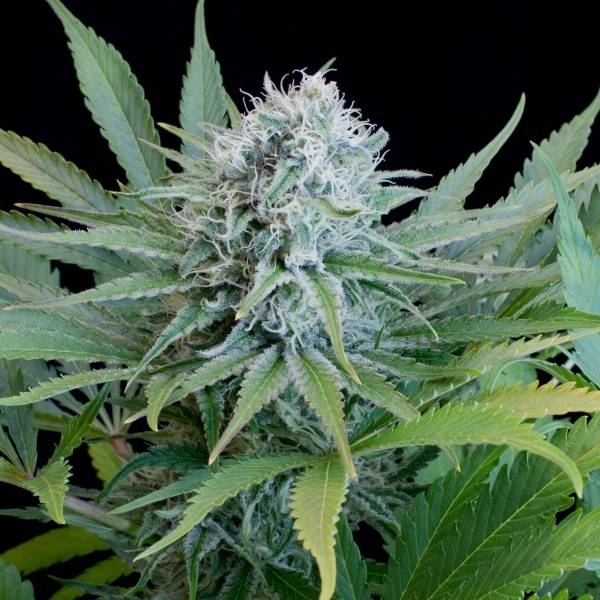 Peach Purée CBD (G13 Labs) Feminiserade